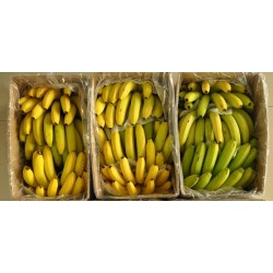 Banano Nacional  Caja
