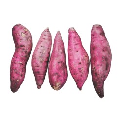 Camote (Unidad)