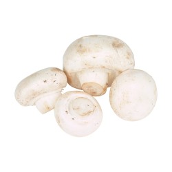 Champiñon (Libra)