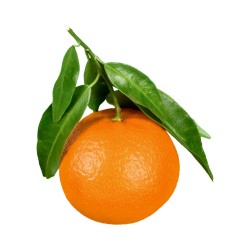  Naranja Valencia (Unidad)